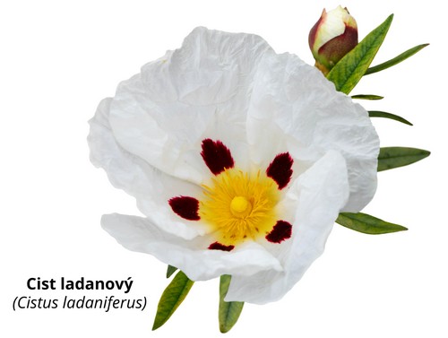 Cist ladanový